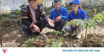 Quảng Ngãi phát triển thành vùng dược liệu trọng điểm quốc gia