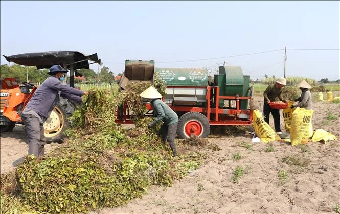 Quảng Ngãi xây dựng chuỗi giá trị nông sản bền vững từ mô hình liên kết Quảng Ngãi xây dựng chuỗi giá trị nông sản bền vững từ mô hình liên kết