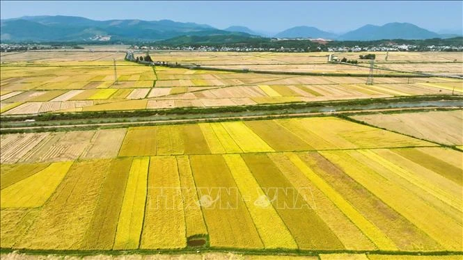 Quảng Ngãi xây dựng chuỗi giá trị nông sản bền vững từ mô hình liên kết Quảng Ngãi xây dựng chuỗi giá trị nông sản bền vững từ mô hình liên kết