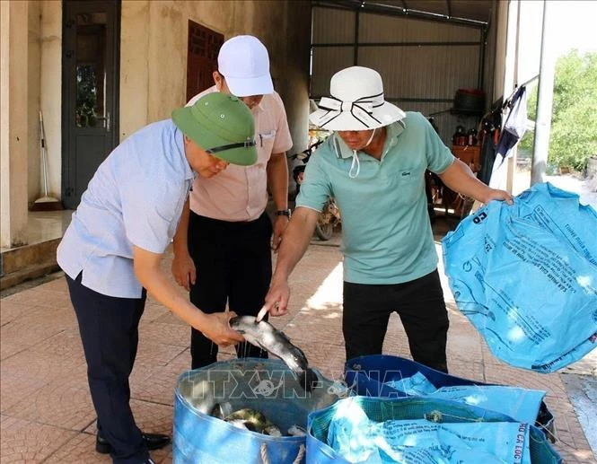 Quảng Trị: Sét đánh trúng hồ nuôi làm thiệt hại khoảng 3 tấn cá lóc Quảng Trị: Sét đánh trúng hồ nuôi làm thiệt hại khoảng 3 tấn cá lóc