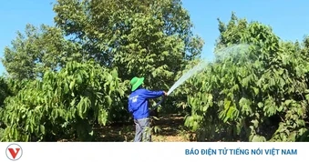 Quy định không bán xăng dầu vào thùng, can gây khó cho nông dân mùa tưới cà phê