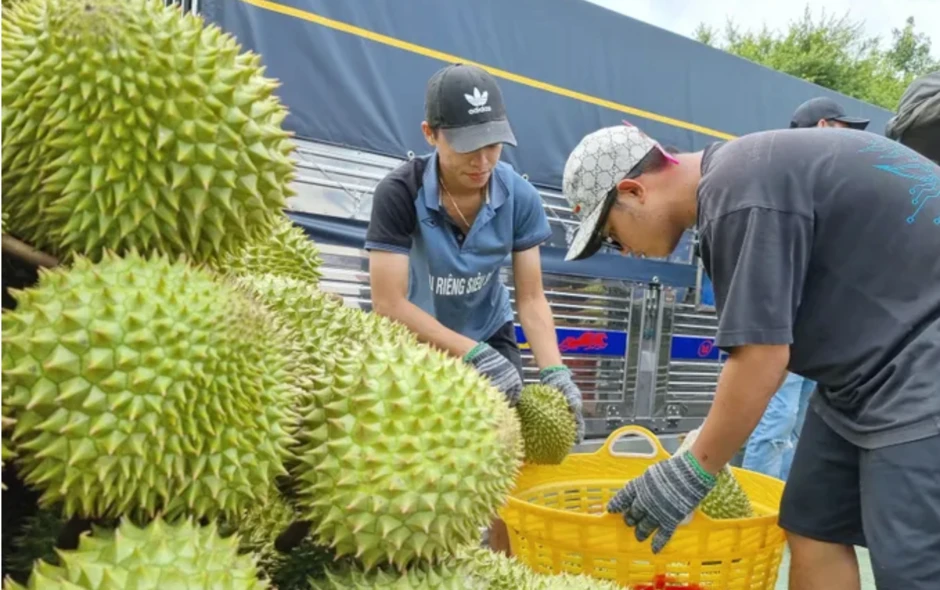 Quy định mới về cấp mã số vùng trồng sầu riêng Quy định mới về cấp mã số vùng trồng sầu riêng
