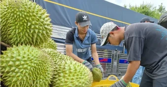 Quy định mới về cấp mã số vùng trồng sầu riêng