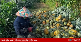 Rau quả Việt bứt tốc tại thị trường EU và xác lập những kỷ lục mới