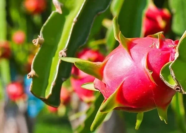 Rau quả Việt sẵn sàng truy xuất nguồn gốc Rau quả Việt sẵn sàng truy xuất nguồn gốc