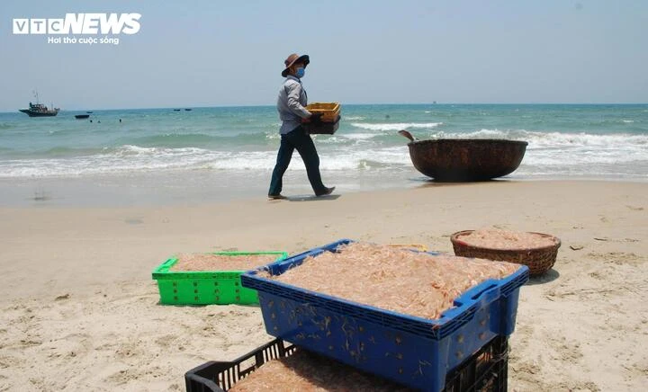 Ruốc xuất hiện dày đặc, ngư dân Đà Nẵng 'bỏ túi' bạc triệu sau vài giờ vươn khơi Ruốc xuất hiện dày đặc, ngư dân Đà Nẵng 'bỏ túi' bạc triệu sau vài giờ vươn khơi