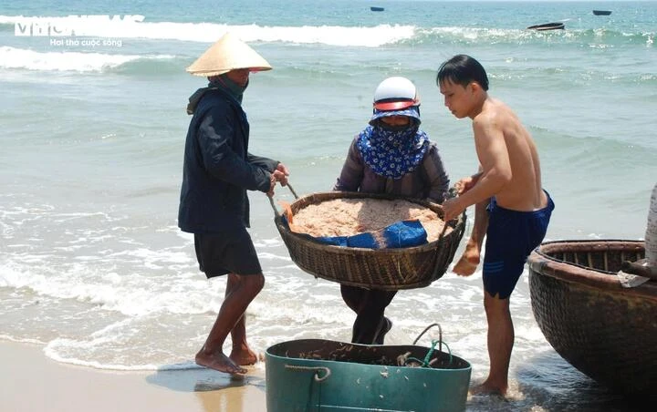 Ruốc xuất hiện dày đặc, ngư dân Đà Nẵng 'bỏ túi' bạc triệu sau vài giờ vươn khơi Ruốc xuất hiện dày đặc, ngư dân Đà Nẵng 'bỏ túi' bạc triệu sau vài giờ vươn khơi