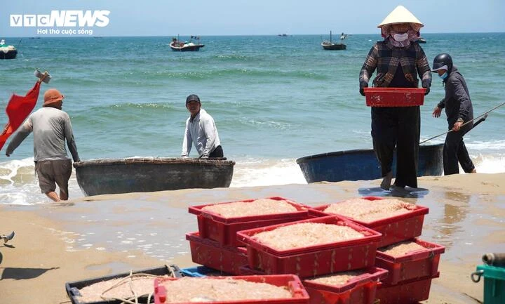 Ruốc xuất hiện dày đặc, ngư dân Đà Nẵng 'bỏ túi' bạc triệu sau vài giờ vươn khơi Ruốc xuất hiện dày đặc, ngư dân Đà Nẵng 'bỏ túi' bạc triệu sau vài giờ vươn khơi