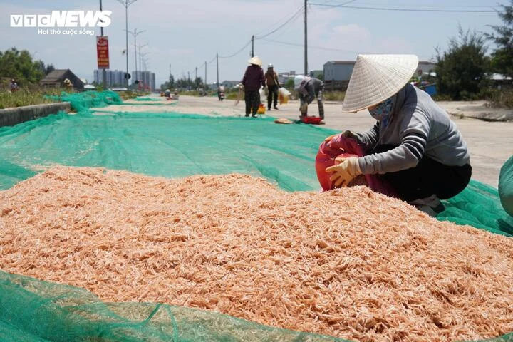 Ruốc xuất hiện dày đặc, ngư dân Đà Nẵng 'bỏ túi' bạc triệu sau vài giờ vươn khơi Ruốc xuất hiện dày đặc, ngư dân Đà Nẵng 'bỏ túi' bạc triệu sau vài giờ vươn khơi