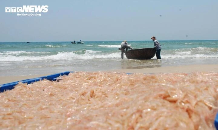 Ruốc xuất hiện dày đặc, ngư dân Đà Nẵng 'bỏ túi' bạc triệu sau vài giờ vươn khơi Ruốc xuất hiện dày đặc, ngư dân Đà Nẵng 'bỏ túi' bạc triệu sau vài giờ vươn khơi