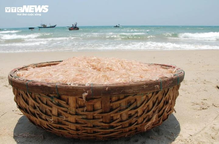 Ruốc xuất hiện dày đặc, ngư dân Đà Nẵng 'bỏ túi' bạc triệu sau vài giờ vươn khơi Ruốc xuất hiện dày đặc, ngư dân Đà Nẵng 'bỏ túi' bạc triệu sau vài giờ vươn khơi