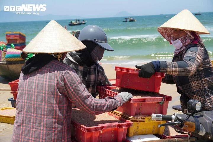 Ruốc xuất hiện dày đặc, ngư dân Đà Nẵng 'bỏ túi' bạc triệu sau vài giờ vươn khơi Ruốc xuất hiện dày đặc, ngư dân Đà Nẵng 'bỏ túi' bạc triệu sau vài giờ vươn khơi