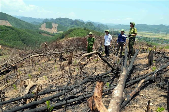 Sai lệch hồ sơ, rừng tự nhiên 'chảy máu' - Bài 1: 'Chảy máu' trong âm thầm Sai lệch hồ sơ, rừng tự nhiên 'chảy máu' - Bài 1: 'Chảy máu' trong âm thầm