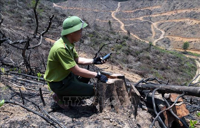 Sai lệch hồ sơ, rừng tự nhiên 'chảy máu' - Bài 1: 'Chảy máu' trong âm thầm Sai lệch hồ sơ, rừng tự nhiên 'chảy máu' - Bài 1: 'Chảy máu' trong âm thầm