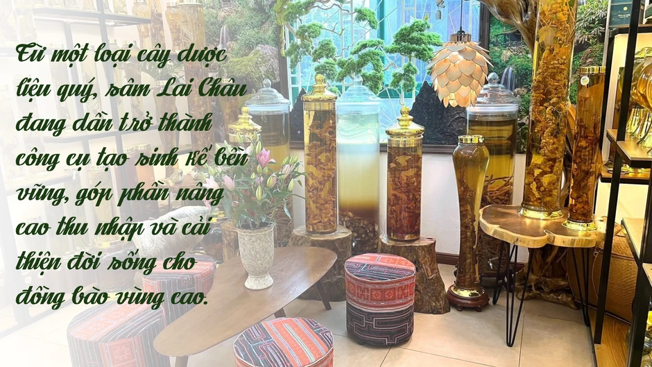 Sâm Lai Châu: OCOP 4 sao tạo sinh kế bền vững nơi núi rừng Tây Bắc Sâm Lai Châu: OCOP 4 sao tạo sinh kế bền vững nơi núi rừng Tây Bắc