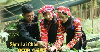 Sâm Lai Châu: OCOP 4 sao tạo sinh kế bền vững nơi núi rừng Tây Bắc