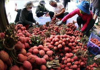 Sản lượng giảm mạnh, vải đầu vụ giá cao từ 50.000 - 70.000 đồng/kg
