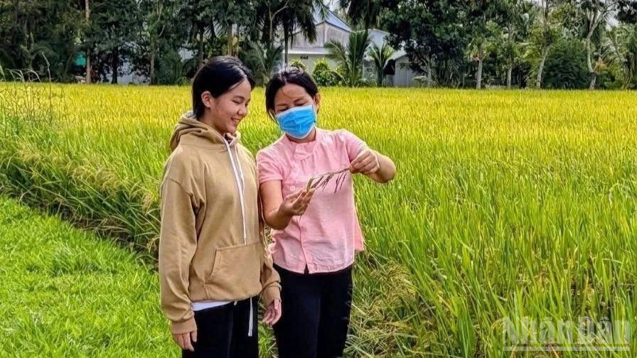 Sản xuất lúa gạo 9 tháng năm 2026 đạt kết quả tích cực Sản xuất lúa gạo 9 tháng năm 2026 đạt kết quả tích cực