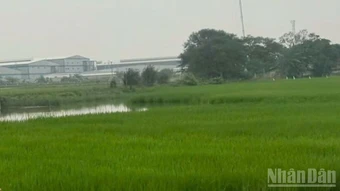 Sản xuất nông, lâm nghiệp và thủy sản quý I/2026 duy trì tăng trưởng ổn định.