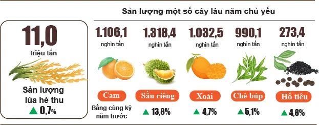 Sản xuất nông, lâm nghiệp và thủy sản quý III và 9 tháng năm 2026 đạt kết quả tích cực Sản xuất nông, lâm nghiệp và thủy sản quý III và 9 tháng năm 2026 đạt kết quả tích cực