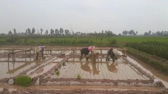 Sản xuất nông, lâm nghiệp và thủy sản tiếp tục ổn định trong 4 tháng đầu năm