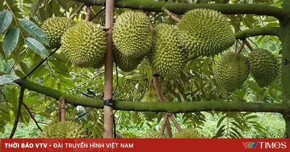 Sầu riêng giảm giá thành nỗi "sầu chung" Sầu riêng giảm giá thành nỗi "sầu chung"
