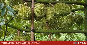 Sầu riêng giảm giá thành nỗi "sầu chung"