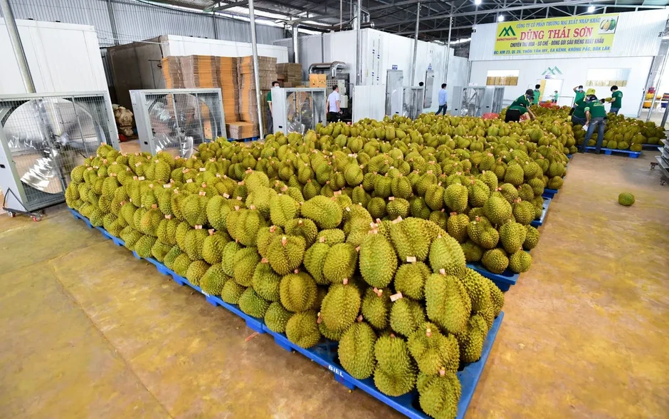 Sầu riêng “luồng xanh”: 23.000 tem truy xuất nguồn gốc đã được dán lên sản phẩm Sầu riêng “luồng xanh”: 23.000 tem truy xuất nguồn gốc đã được dán lên sản phẩm