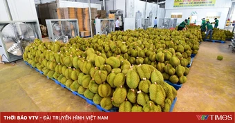 Sầu riêng “luồng xanh”: 23.000 tem truy xuất nguồn gốc đã được dán lên sản phẩm