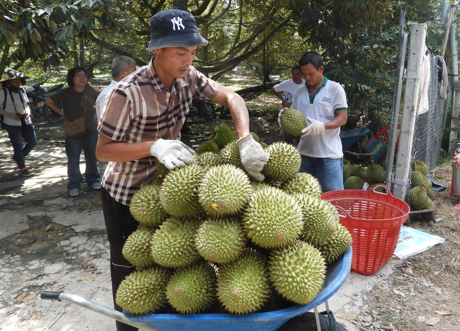 Sầu riêng nghịch vụ "đắt như tôm tươi", giá tại vườn lập đỉnh mới Sầu riêng nghịch vụ "đắt như tôm tươi", giá tại vườn lập đỉnh mới