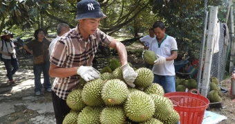 Sầu riêng nghịch vụ "đắt như tôm tươi", giá tại vườn lập đỉnh mới