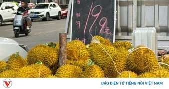 Sầu riêng nhập khẩu số lượng lớn khiến giá giảm nhanh ở Trung Quốc
