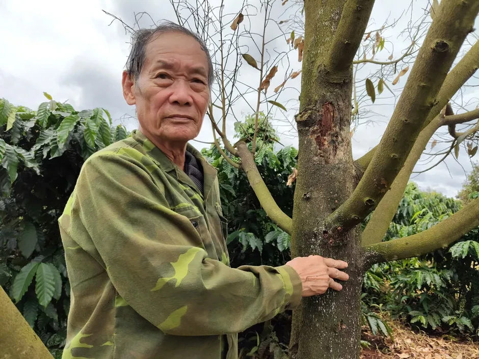 Sầu riêng rụng lá, khô cành bất thường sau đợt mưa kéo dài ở Gia Lai Sầu riêng rụng lá, khô cành bất thường sau đợt mưa kéo dài ở Gia Lai