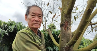 Sầu riêng rụng lá, khô cành bất thường sau đợt mưa kéo dài ở Gia Lai