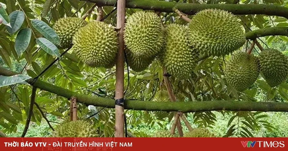 Sầu riêng trái vụ trúng giá, nhà vườn thắng lớn Sầu riêng trái vụ trúng giá, nhà vườn thắng lớn