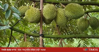 Sầu riêng trái vụ trúng giá, nhà vườn thắng lớn