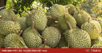 Sầu riêng Việt Nam đón tin vui từ thị trường tỷ dân Ấn Độ