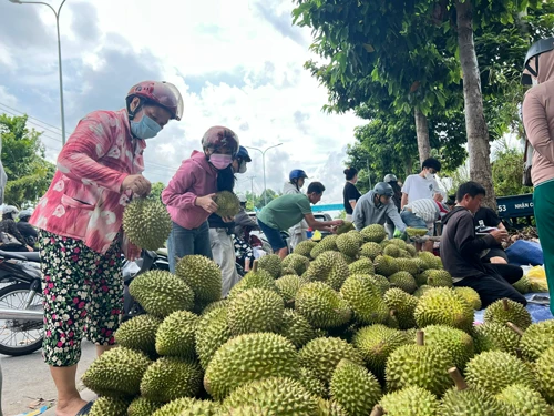 Siết chặt quản lý chất lượng sầu riêng Siết chặt quản lý chất lượng sầu riêng