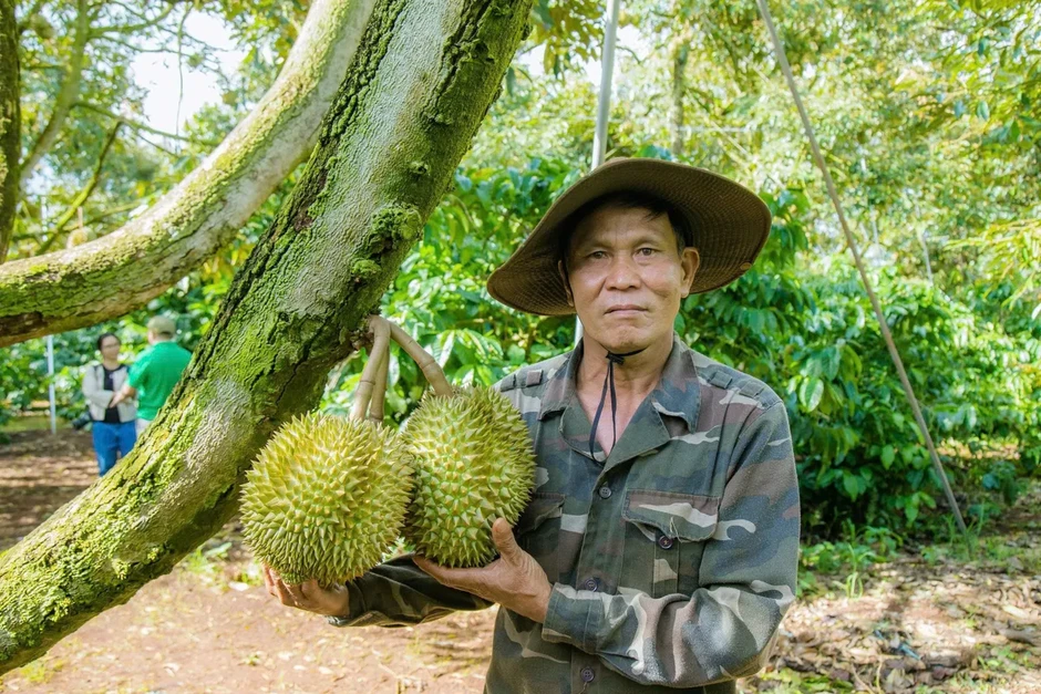 Siết chặt quản lý, thị trường sầu riêng Đắk Lắk dần ổn định trước vụ thu hoạch Siết chặt quản lý, thị trường sầu riêng Đắk Lắk dần ổn định trước vụ thu hoạch