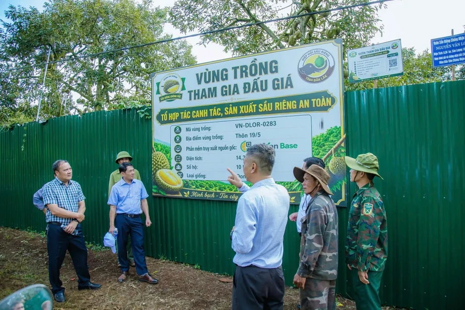 Siết chặt quản lý, thị trường sầu riêng Đắk Lắk dần ổn định trước vụ thu hoạch Siết chặt quản lý, thị trường sầu riêng Đắk Lắk dần ổn định trước vụ thu hoạch