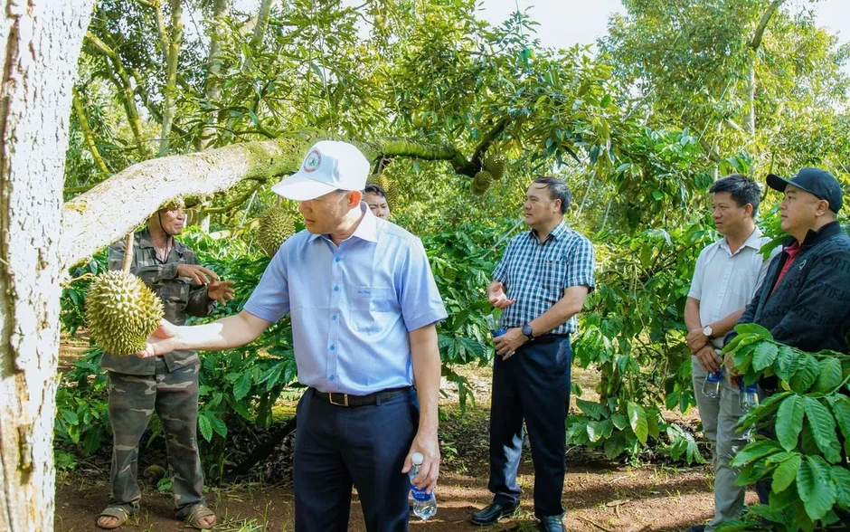 Siết chặt quản lý, thị trường sầu riêng Đắk Lắk dần ổn định trước vụ thu hoạch Siết chặt quản lý, thị trường sầu riêng Đắk Lắk dần ổn định trước vụ thu hoạch