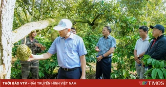 Siết chặt quản lý, thị trường sầu riêng Đắk Lắk dần ổn định trước vụ thu hoạch