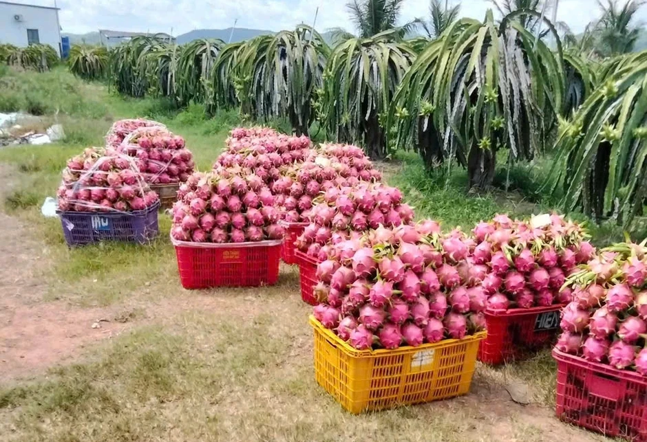 'Siết' dư lượng thuốc bảo vệ thực vật với thanh long, sầu riêng, chanh leo... 'Siết' dư lượng thuốc bảo vệ thực vật với thanh long, sầu riêng, chanh leo...