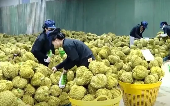 Siết quản lý sầu riêng trước nhiều rủi ro vi phạm