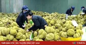 Siết quản lý sầu riêng trước nhiều rủi ro vi phạm