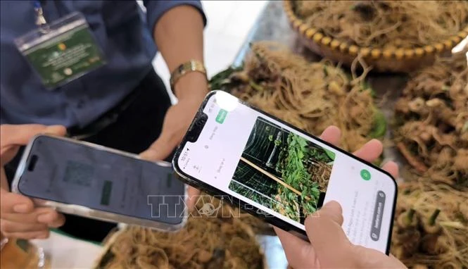 'Số hóa' để định vị thương hiệu cao cấp cho sâm Ngọc Linh