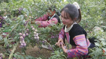 Sôi nổi ngày hội mận xã Phiêng Khoài