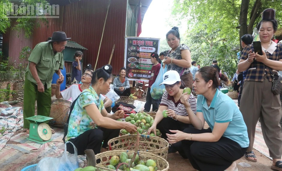 Sôi nổi ngày hội xoài Yên Châu năm 2026 Sôi nổi ngày hội xoài Yên Châu năm 2026