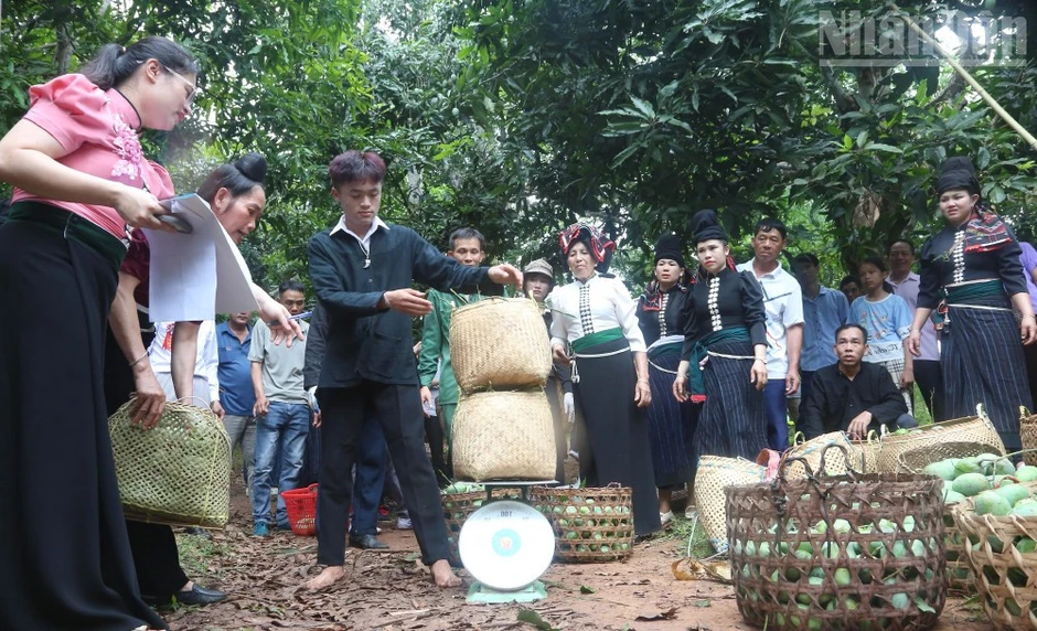 Sôi nổi ngày hội xoài Yên Châu năm 2026 Sôi nổi ngày hội xoài Yên Châu năm 2026