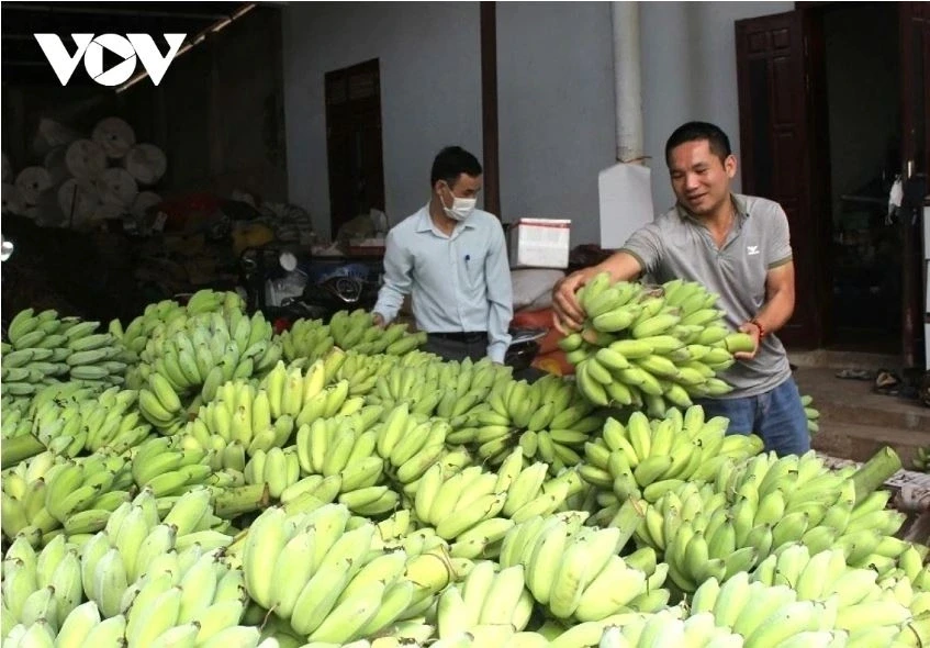 Sơn La phấn đấu giá trị hàng hóa xuất khẩu đạt 240 triệu USD trong năm 2026 Sơn La phấn đấu giá trị hàng hóa xuất khẩu đạt 240 triệu USD trong năm 2026